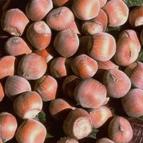 Rouge de Zeller (Piroslevelű mogyoró)