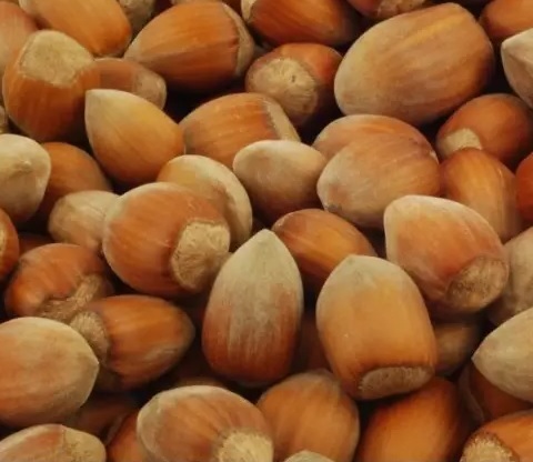 Webb's Prize nagytermésű mogyoró