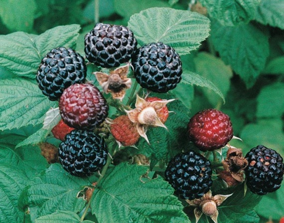 RUBUS OCCIDENTALIS ’BLACK JEWEL’ FEKETE MÁLNA