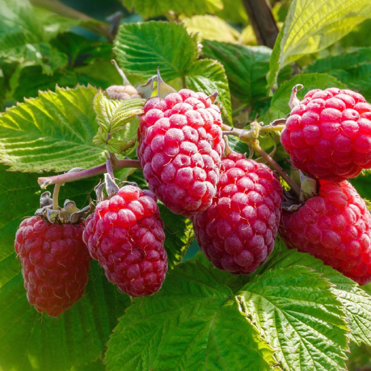 Husaria folytontermő málna termése