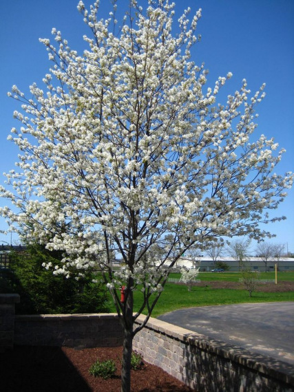 Amelanchier 'Ballerina' tavaszi virágzásban