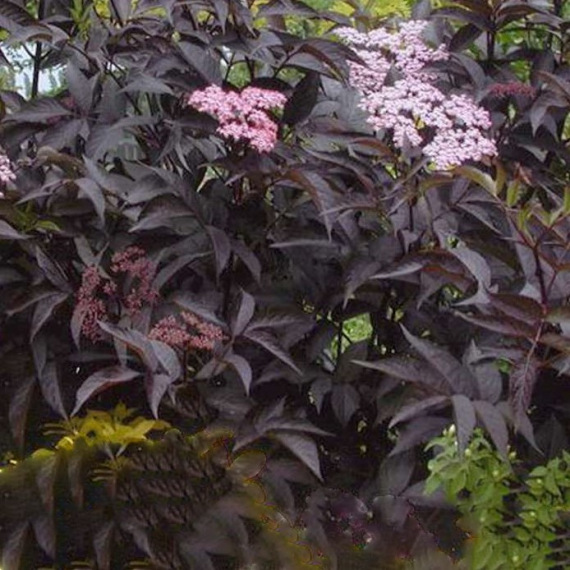 Black Beauty (Gerda) bodza levél és virág