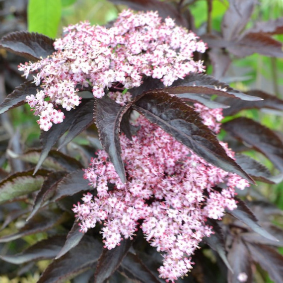 Black Tower Oszlopos bodza levél és virág