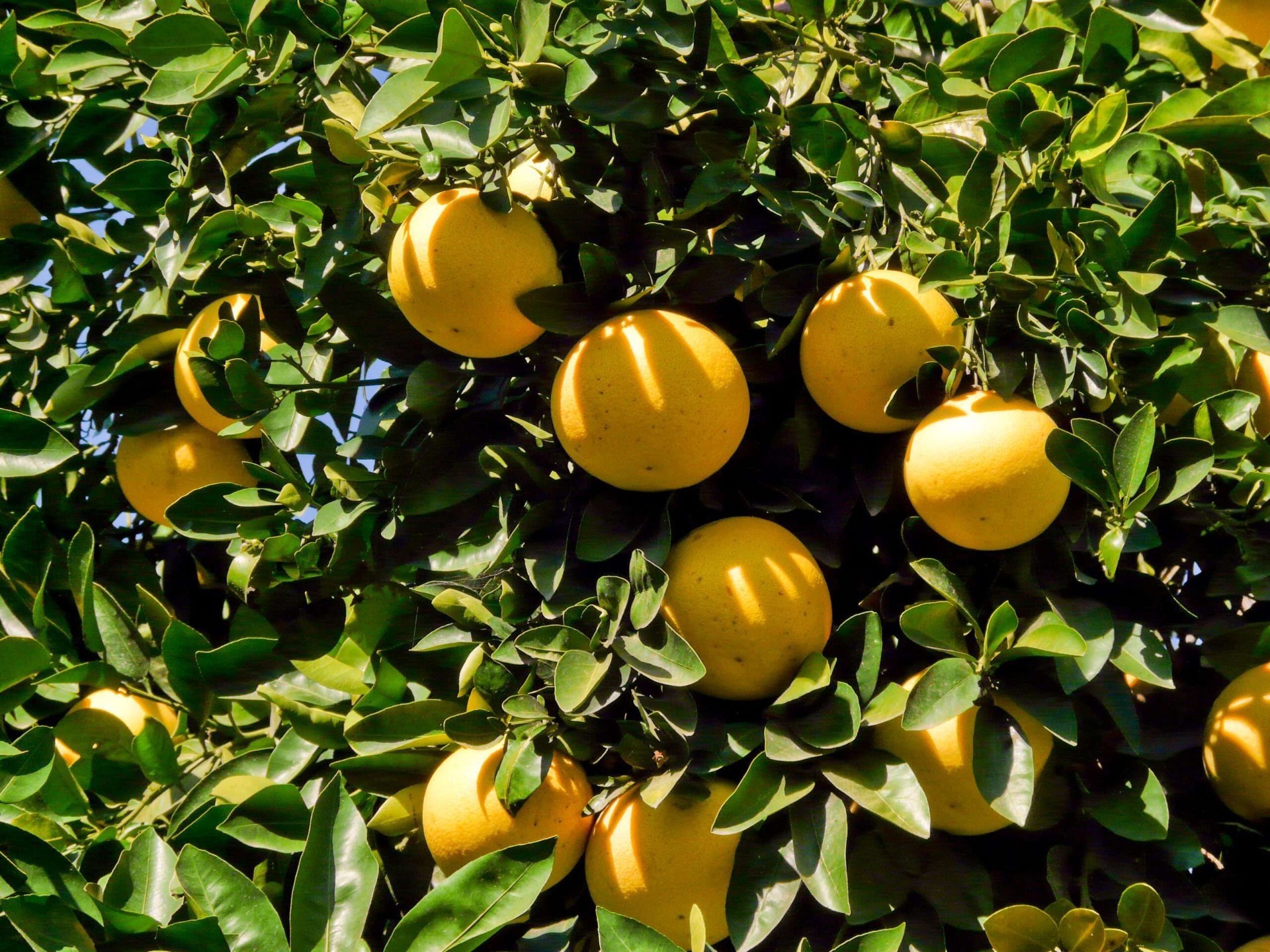 Grapefruit (Citrus paradisi) termés