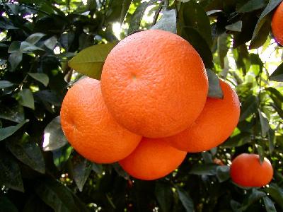 Citrus reticulata – Az édes mandarin termése