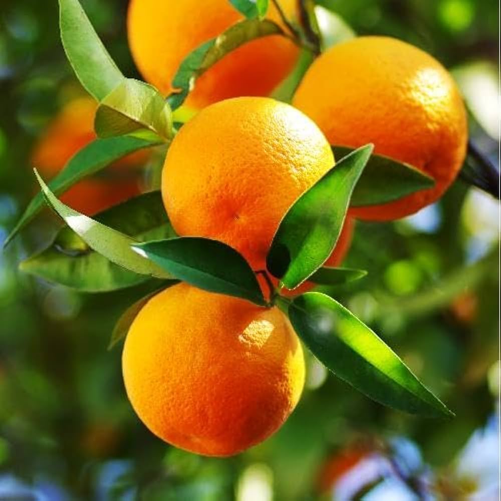 Citrus sinensis – Az édes narancs