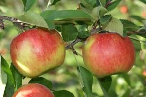 Topáz rezisztens alma termése