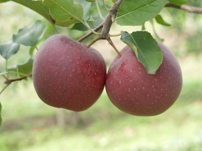 Florina rezisztens almafa terméssel