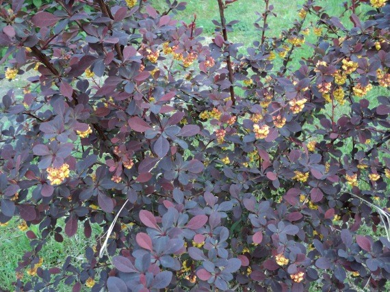 Berberis ottavensis 'Superba' Sötétvörös borbolya lombja és virága