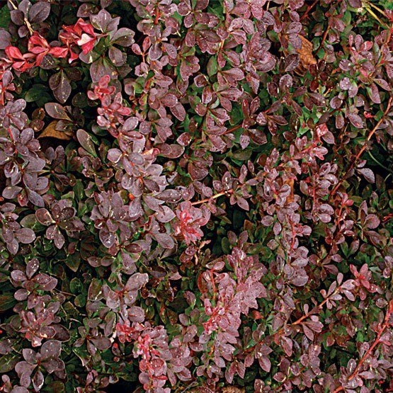 Berberis thunbergii 'Atropurpurea' Japán vérborbolya lombja