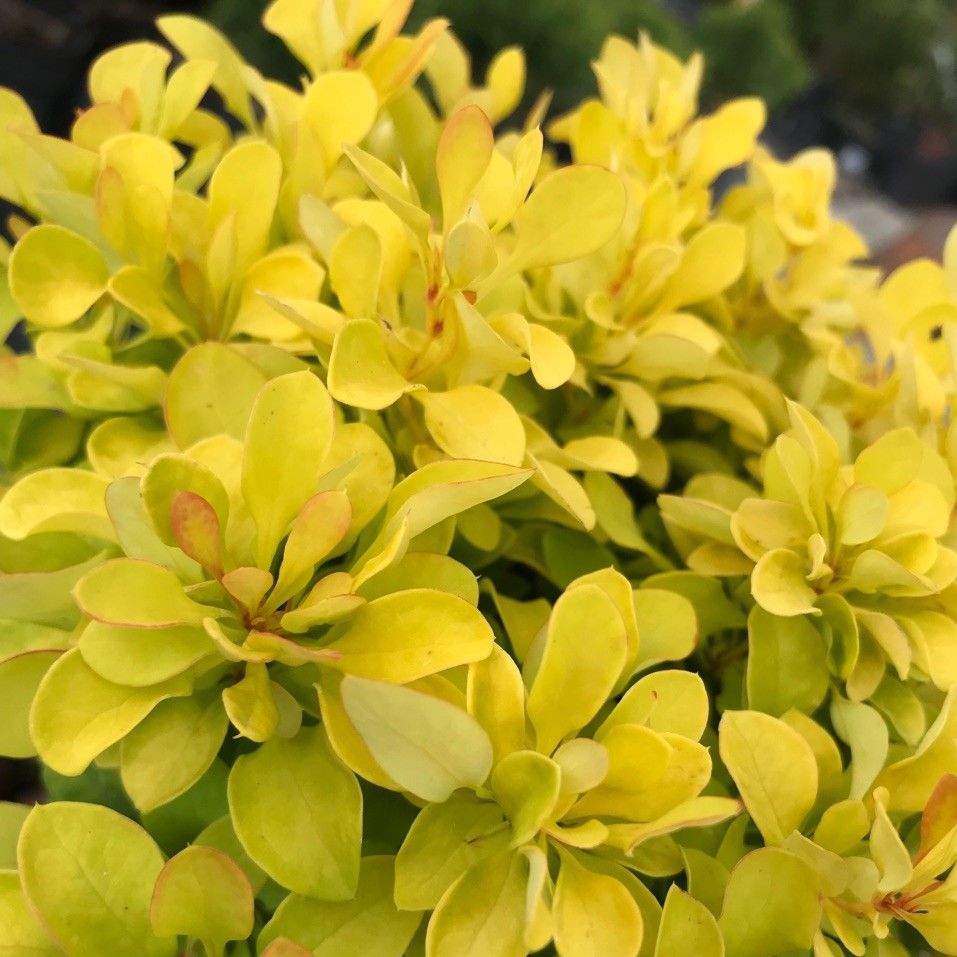 Berberis thunbergii 'Tiny Gold' Törpe borbolya lombja