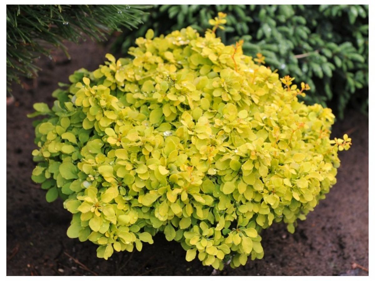 Berberis thunbergii 'Goldalita' levele