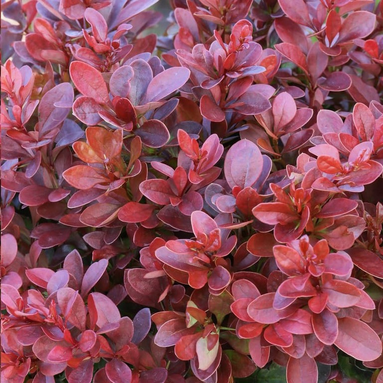 Berberis thunbergii 'Bagatelle' Törpe borbolya