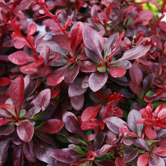 Berberis thun. 'Atropurpurea Nana' Törpe japán vérborbolya