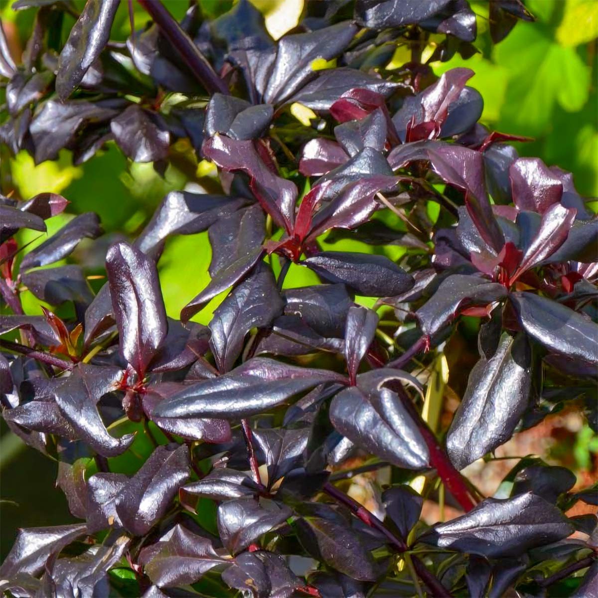 Berberis thunbergii Thunderbolt - sötétvörös díszcserje