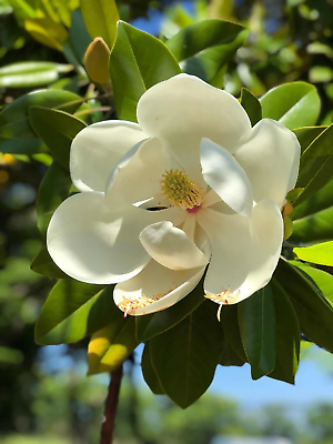 Magnolia grandiflora 'Alta' Oszlopos örökzöld magnólia virága