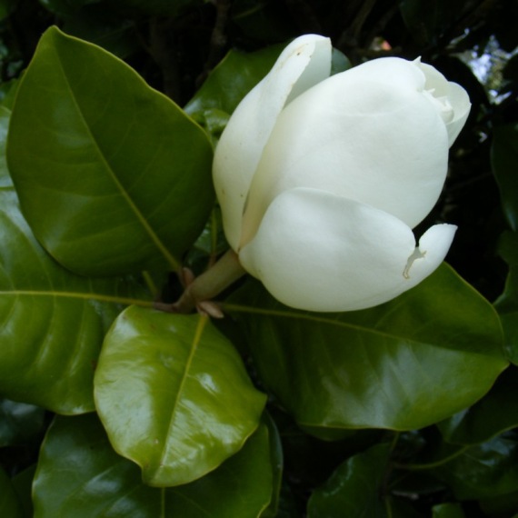 Magnolia grandiflora 'Nantais' - Örökzöld magnólia virága