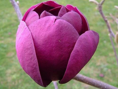 Magnolia 'Black Tulip' mély burgundi-vörös szirmai