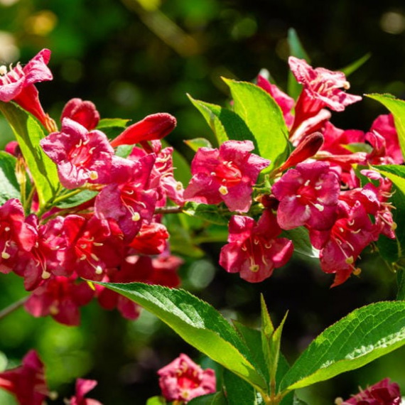 Weigela 'Bristol Ruby' rubinvörös virágai