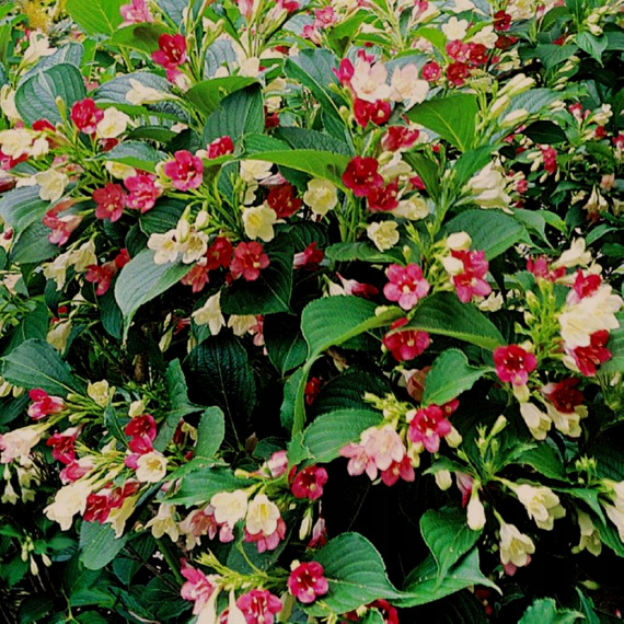 Weigela 'Marjorie' Egyetlen bokor, három színű virág