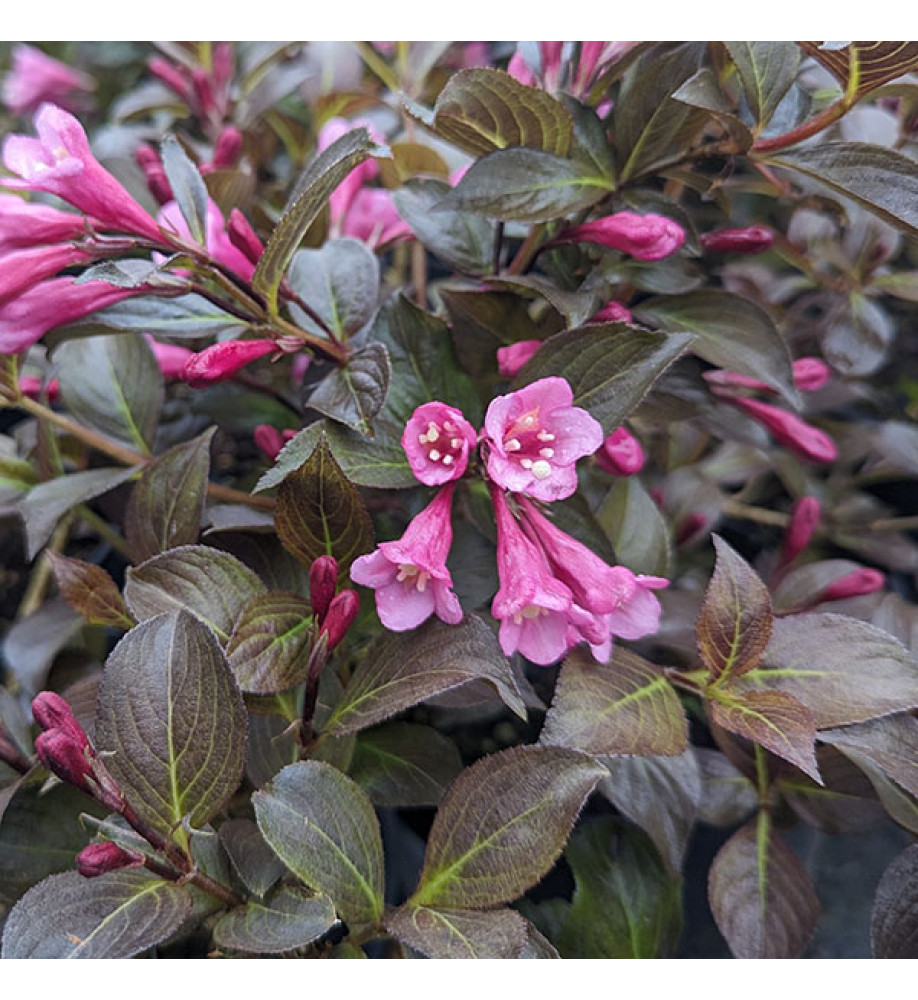 Weigela florida 'Nana Purpurea' bordó levelű törpe fajta