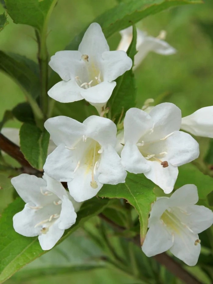 Weigela 'Picobella Bianco' fehér virága