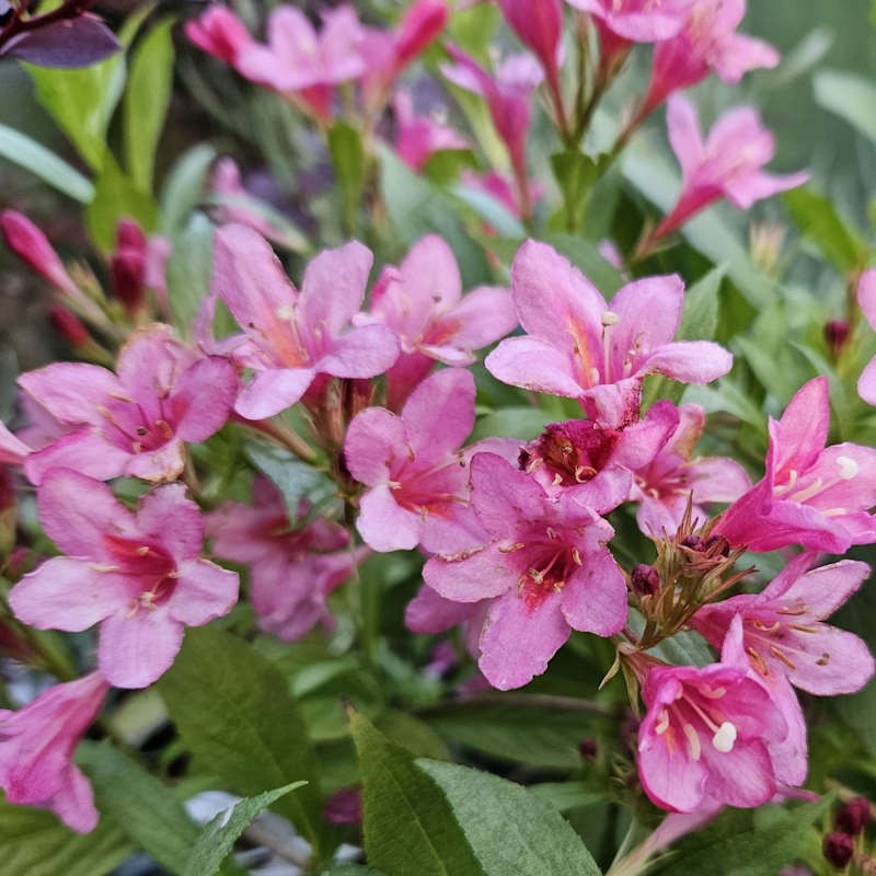 Weigela 'Picobella Rosa' élénkrózsaszín virága