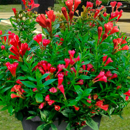 Weigela 'Picobella Rosso' mélyvörös virága