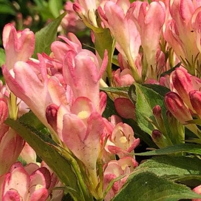 Weigela 'All Summer Peach' barackszínű virága