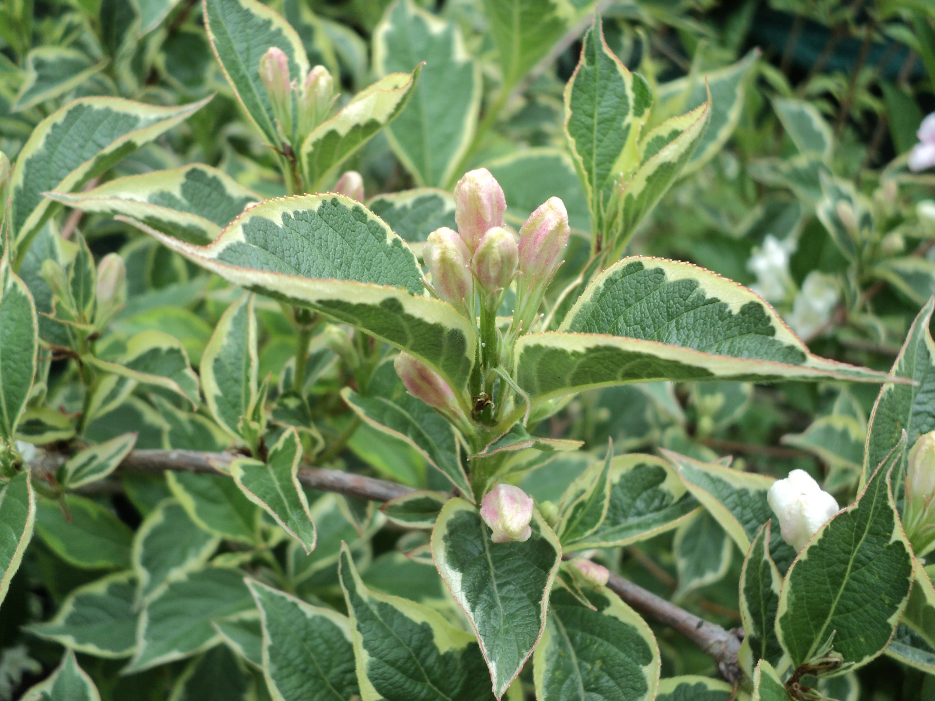 Weigela florida 'Variegata' tarka levele és a virágbimbók