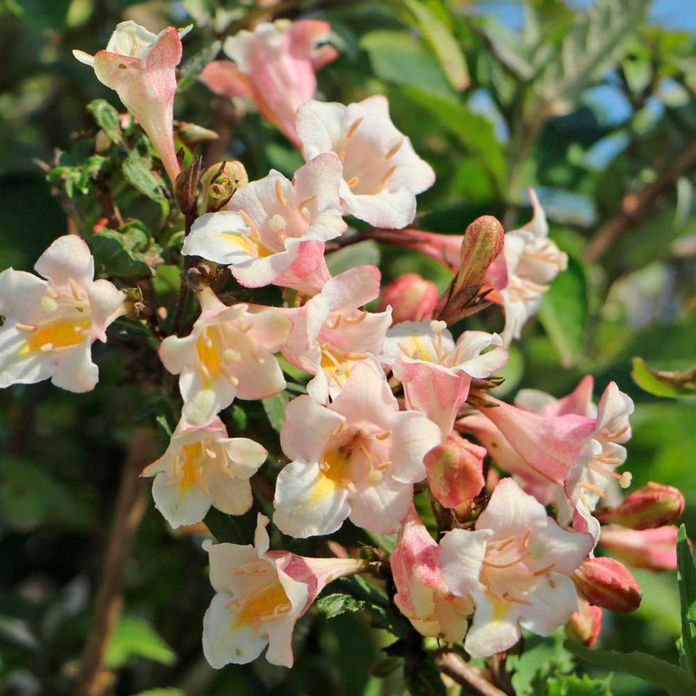 Weigela 'Vintage Love' különleges virágai