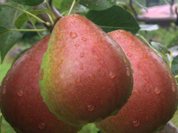 Decora oszlopos körtefa termése