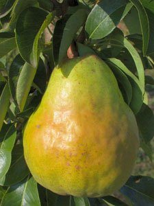 Vilmos körtefa termése