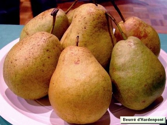 Hardenpont téli vajkörte termése