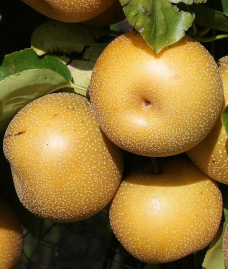 Hosui japán körtefa termése