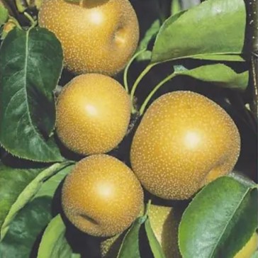 Nijisseiki japán körte termése