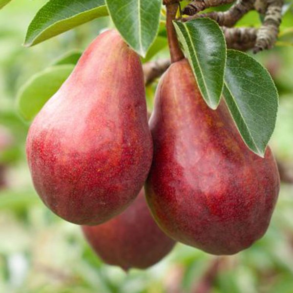 Piros Vilmos körtefa termése