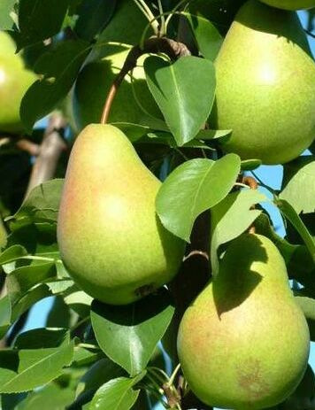 Saphira oszlopos körtefa termése
