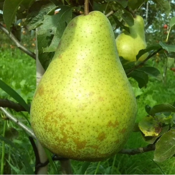 Xenia / 'Oksana' / 'Nojabrskaja' körtefa termése