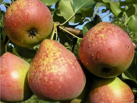 Márvány /Mramornaya körtefa termése