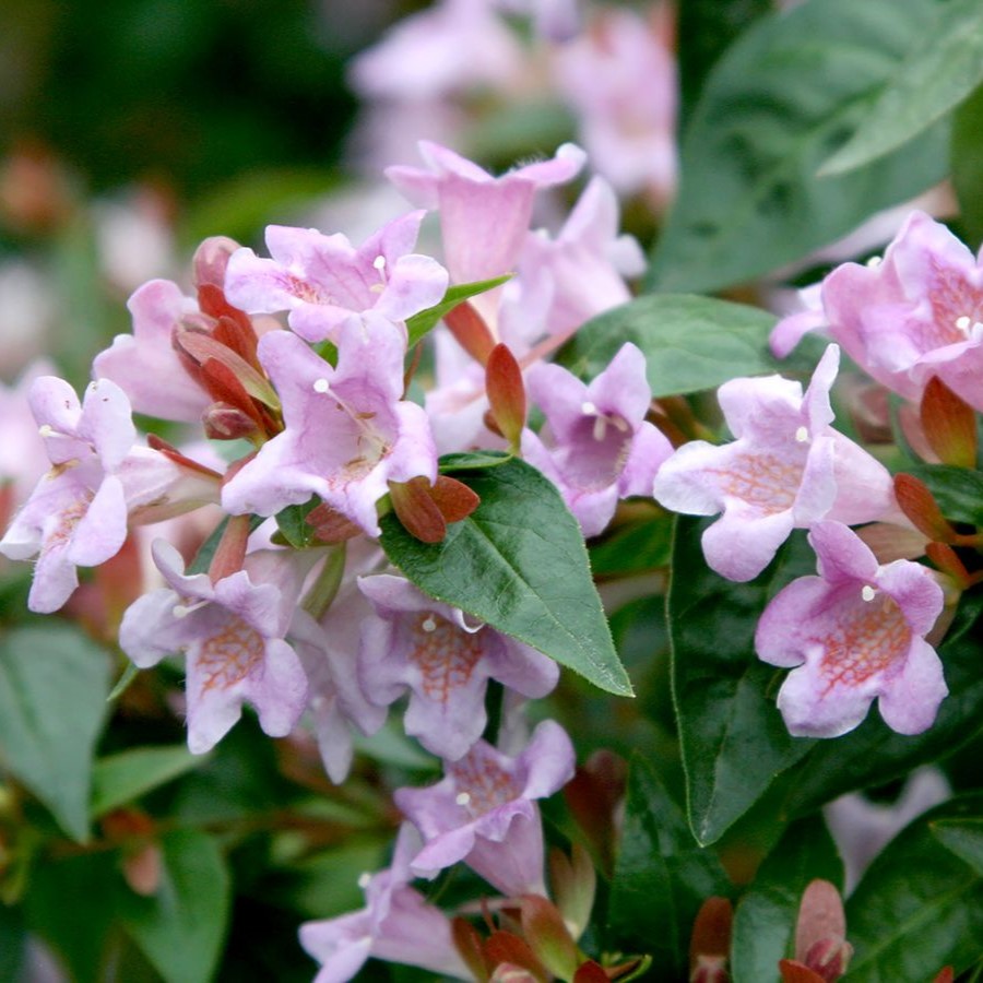 Abelia 'Edward Goucher' - Rózsaszín virágú tárnicslonc