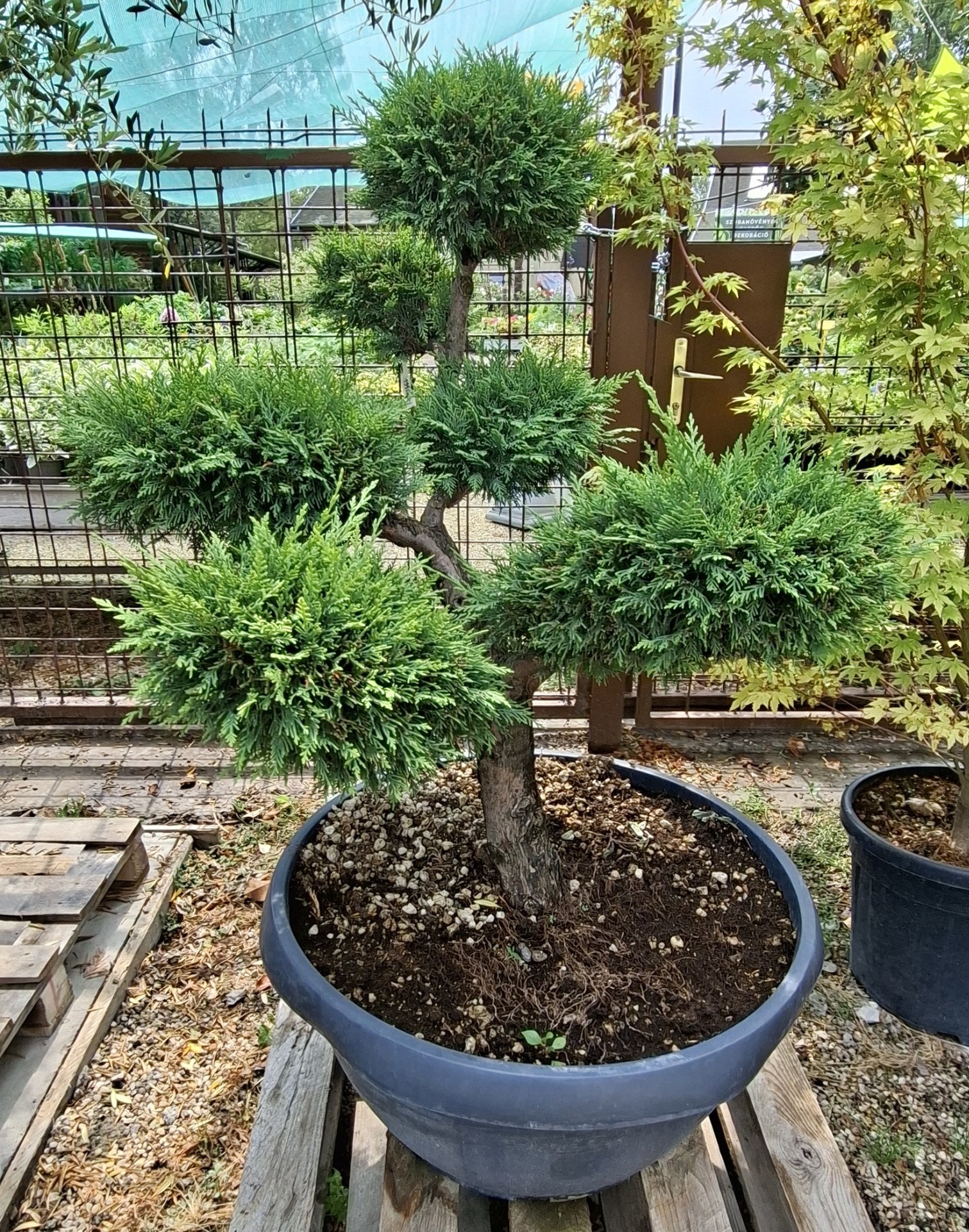 Bonsai formára nyírt zöld Leyland-ciprus kerti dísznövény